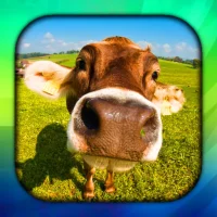 Cow Live Wallpaper